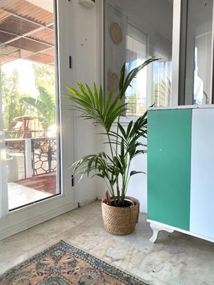 Kentia Palmiyesi 150-160 cm (Kentya-Howea Palmiyesi)