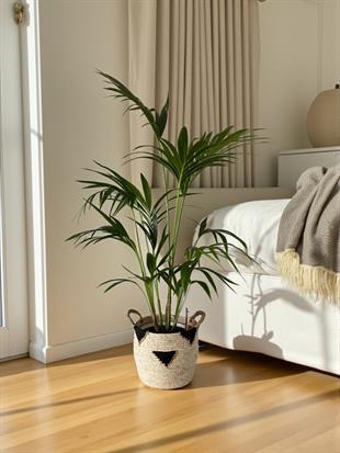 Kentia Palmiyesi 120-150 cm (Kentya-Howea Palmiyesi)