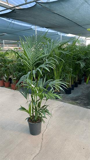 Kentia Palmiyesi 180-200 cm (Kentya-Howea Palmiyesi)