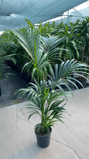 Kentia Palmiyesi 180-200 cm (Kentya-Howea Palmiyesi)