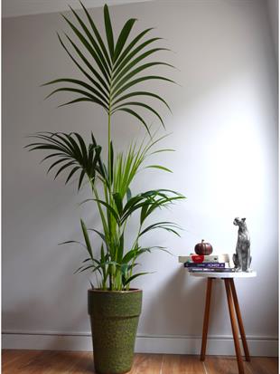 Kentia Palmiyesi 170-180 cm (Kentya-Howea Palmiyesi)
