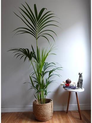 Kentia Palmiyesi 170-180 cm (Kentya-Howea Palmiyesi)