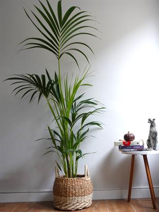 Kentia Palmiyesi 170-180 cm (Kentya-Howea Palmiyesi)