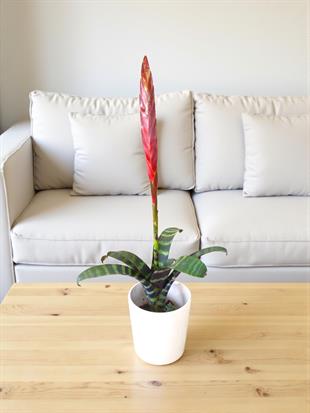 Kırmızı Alev Kılıcı Özel Tür Vriesea Splendens