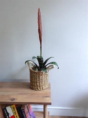 Kırmızı Alev Kılıcı Özel Tür Vriesea Splendens