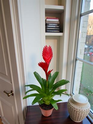 Kırmızı Alev Kılıcı – Vriesea Asteria (Vrezya) - Aylarca Solmayan Çiçek
