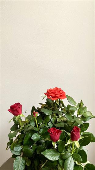 Kırmızı Bodur Yediveren Gül (Rose) İthal