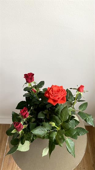Kırmızı Bodur Yediveren Gül (Rose) İthal