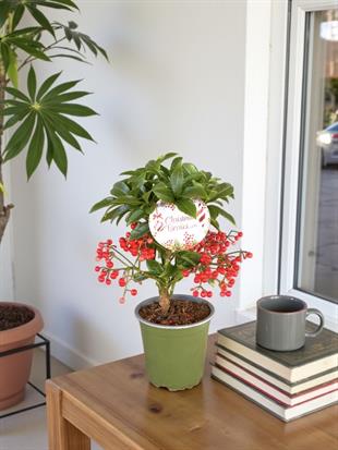 Kırmızı Dokunuş - Yılbaşı Bitki Seti - Vriesea Splendens - Ardisia Crenata - Skimma Japonica - Kokina