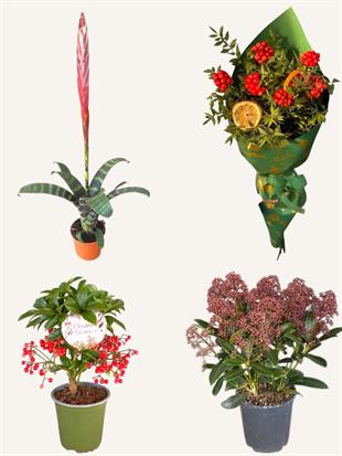 Kırmızı Dokunuş - Yılbaşı Bitki Seti - Vriesea Splendens - Ardisia Crenata - Skimma Japonica - Kokina