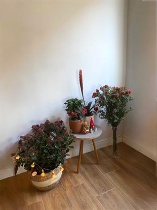 Kırmızı Dokunuş - Yılbaşı Bitki Seti - Vriesea Splendens - Ardisia Crenata - Skimma Japonica - Kokina