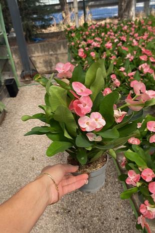 Pembe Euphorbia Milii (Dikenler Tacı Tayland) Çiçeği 25-30 cm