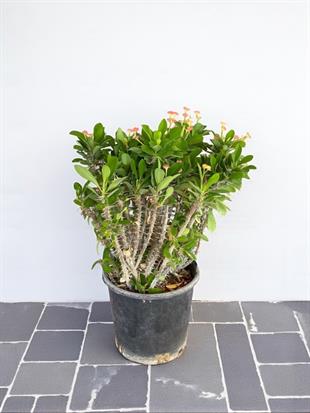 Kırmızı Euphorbia Milii (Dikenler Tacı ) Çiçeği 35-40 cm