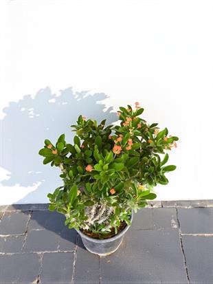 Kırmızı Euphorbia Milii (Dikenler Tacı ) Çiçeği 35-40 cm