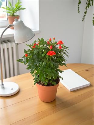 Kırmızı Gül Yediveren Büyük Boy İthal