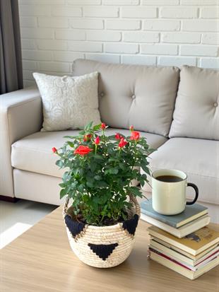 Kırmızı Gül Yediveren Büyük Boy İthal