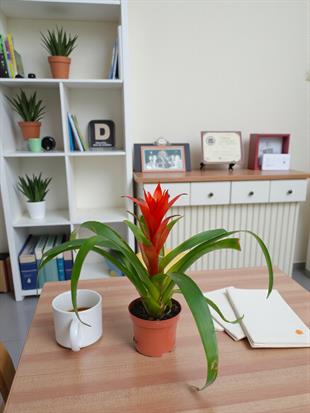 Kırmızı Guzmanya (Calypso) – Masa Üstü Aşk & Enerji Paketi (30 cm) ❤️