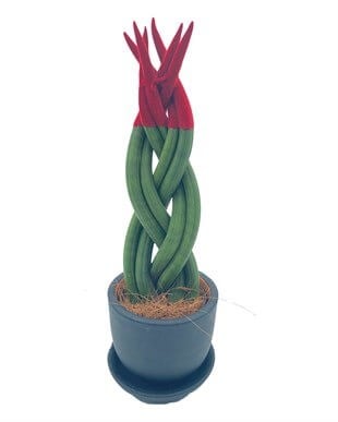 Kırmızı Renkli Kadife Örgülü Sansevieria Cylindrica (Paşa Kılıcı) 