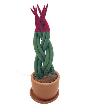 Kırmızı Renkli Kadife Örgülü Sansevieria Cylindrica (Paşa Kılıcı) 