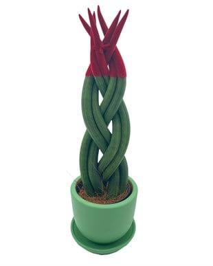 Kırmızı Renkli Kadife Örgülü Sansevieria Cylindrica (Paşa Kılıcı) 