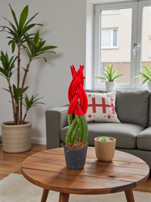Kırmızı Renkli Kadife Örgülü Sansevieria Cylindrica (Paşa Kılıcı) 