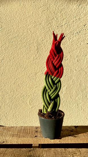 Kırmızı Renkli Kadife Örgülü Sansevieria Cylindrica (Paşa Kılıcı) 