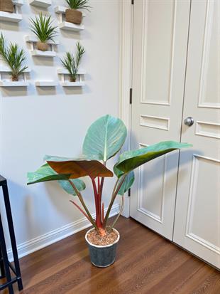 Kızıl Gövdeli Philodendron Rojo Congo (70-80 cm - Geniş Yapraklı)