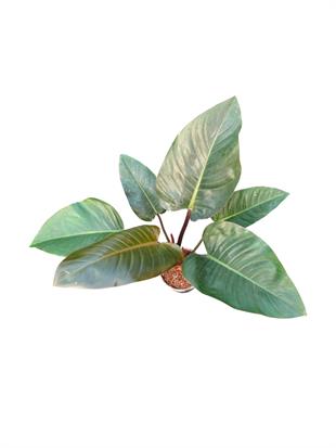 Kızıl Gövdeli Philodendron Rojo Congo (70-80 cm - Geniş Yapraklı)