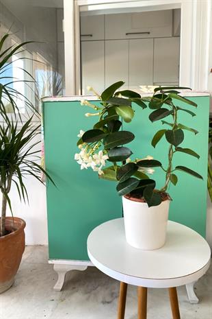 Kokulu Çiçekli Madagaskar Yasemini Stephonatis 