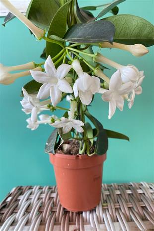 Kokulu Çiçekli Madagaskar Yasemini Stephonatis 