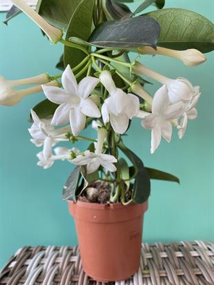 Kokulu Çiçekli Madagaskar Yasemini (Stephanotis Floribunda)