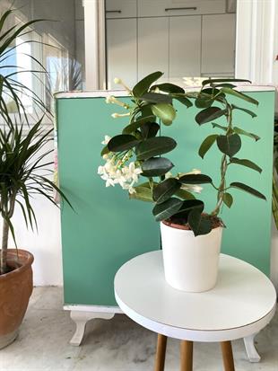 Kokulu Çiçekli Madagaskar Yasemini (Stephanotis Floribunda)