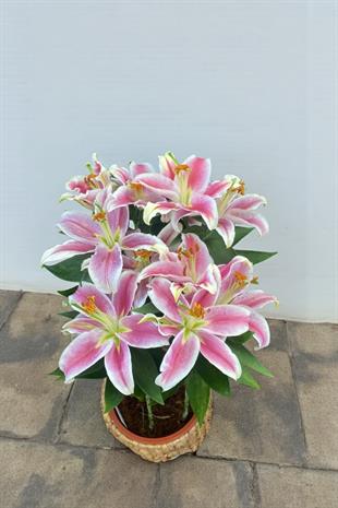 Kokulu Lilyum Saksı Çİçeği- Kazablanka Zambak 