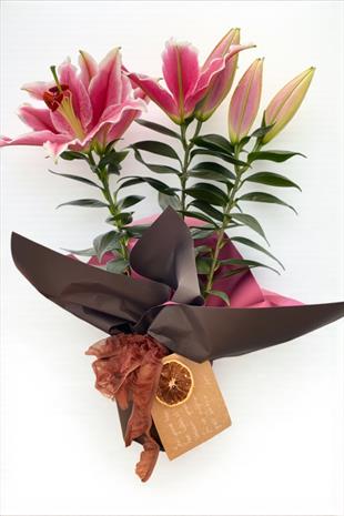 Kokulu Lilyum Saksı Çİçeği- Kazablanka Zambak 