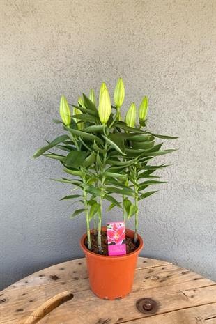 Kokulu Lilyum Saksı Çİçeği- Kazablanka Zambak 