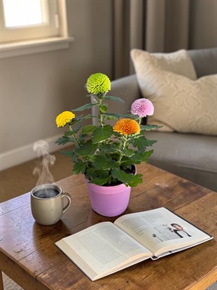 Krizantem Flower Pops – Tek Saksıda 4 Renk Cümbüşü! 🌼