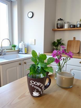 Kupada Mini Kahve Bahçesi - Coffea Arabica