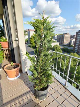 Leylandi Çam (Cupressocyparis Leylandii) 100 cm – Hızlı Büyüyen Formlu Çit Bitkisi