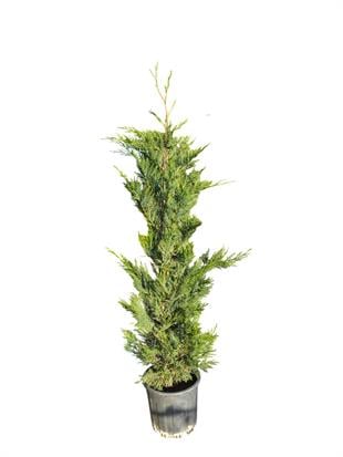 Leylandi Çam (Cupressocyparis Leylandii) 100 cm – Hızlı Büyüyen Formlu Çit Bitkisi