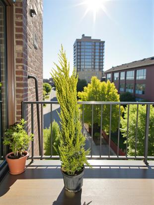 Limon Servi (Goldcrest) 100 cm – Mis Kokulu & Parlak Sarı Yapraklı