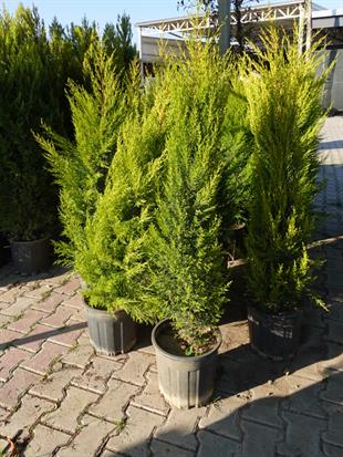 Limon Servi (Goldcrest) 100 cm – Mis Kokulu & Parlak Sarı Yapraklı