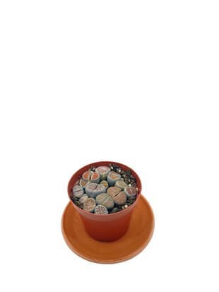 Lithops(Taş Kaktüs) Mix Saksı Çapı 8.5 Cm