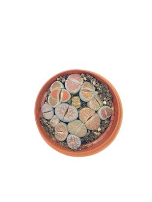 Lithops(Taş Kaktüs) Mix Saksı Çapı 8.5 Cm