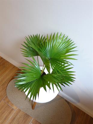 Livistona Salon Palmiyesi 