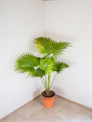 Livistona Salon Palmiyesi 