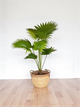 Livistona Salon Palmiyesi 