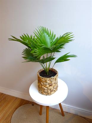 Livistona Salon Palmiyesi 