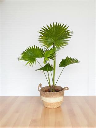 Livistona Salon Palmiyesi 