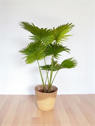 Livistona Salon Palmiyesi 