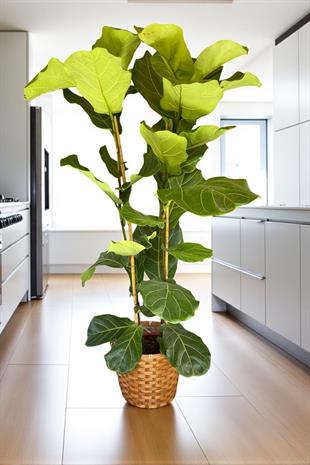 Ficus Lyrata - Keman Yapraklı Kauçuk 2 Gövdeli 140 - 150 Cm